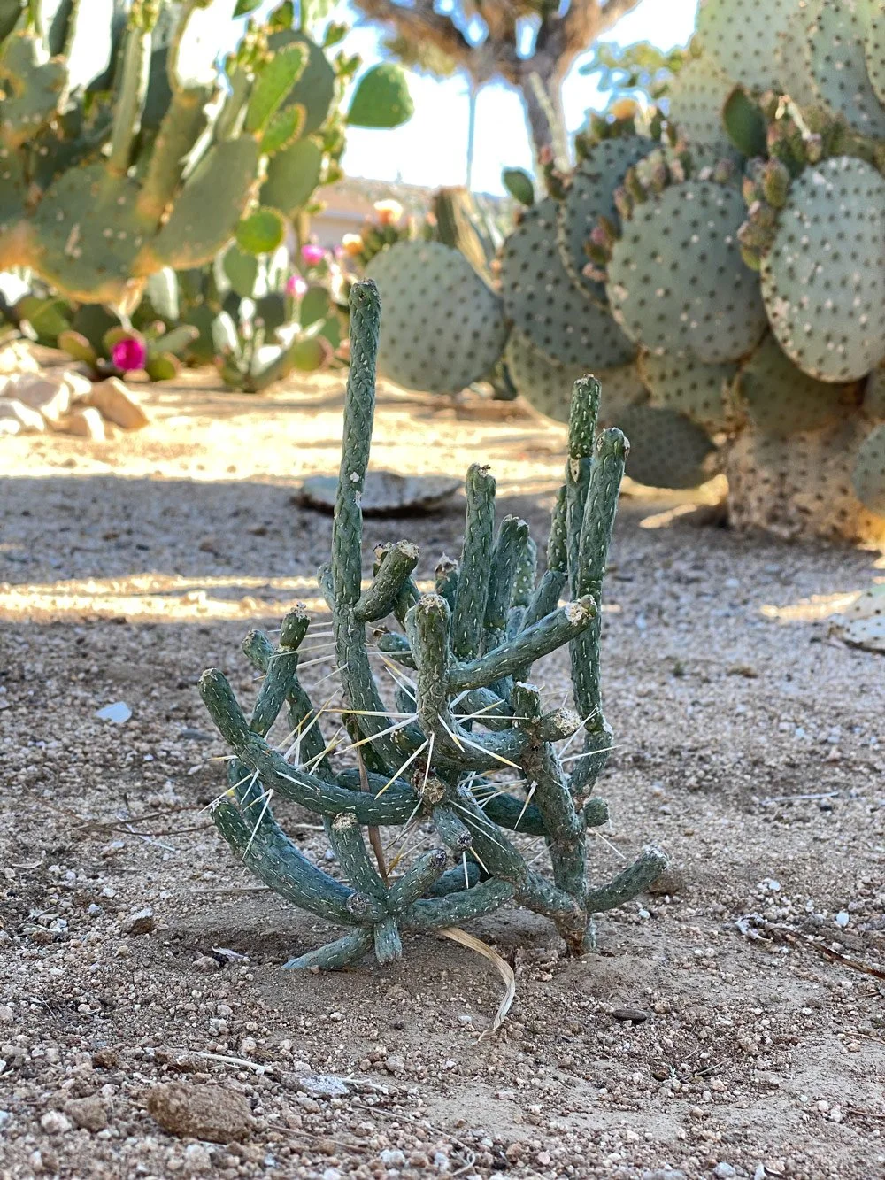 New Plants from MDLT Spring Sale