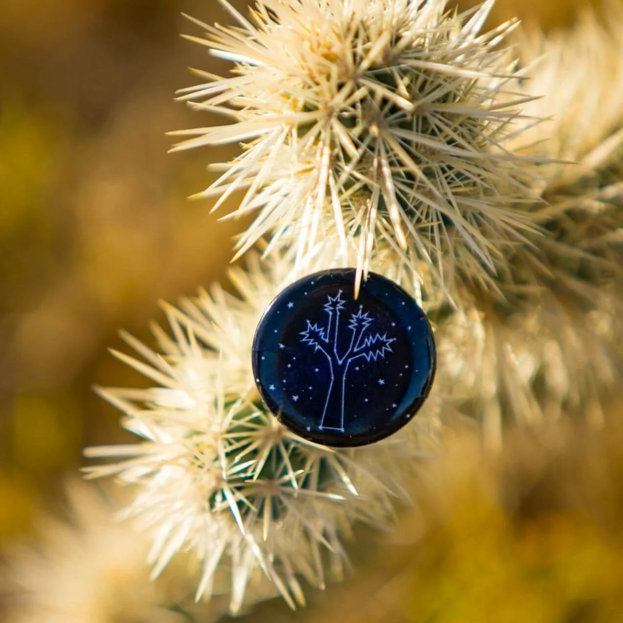 pin-button-in-cholla-cactus.jpg