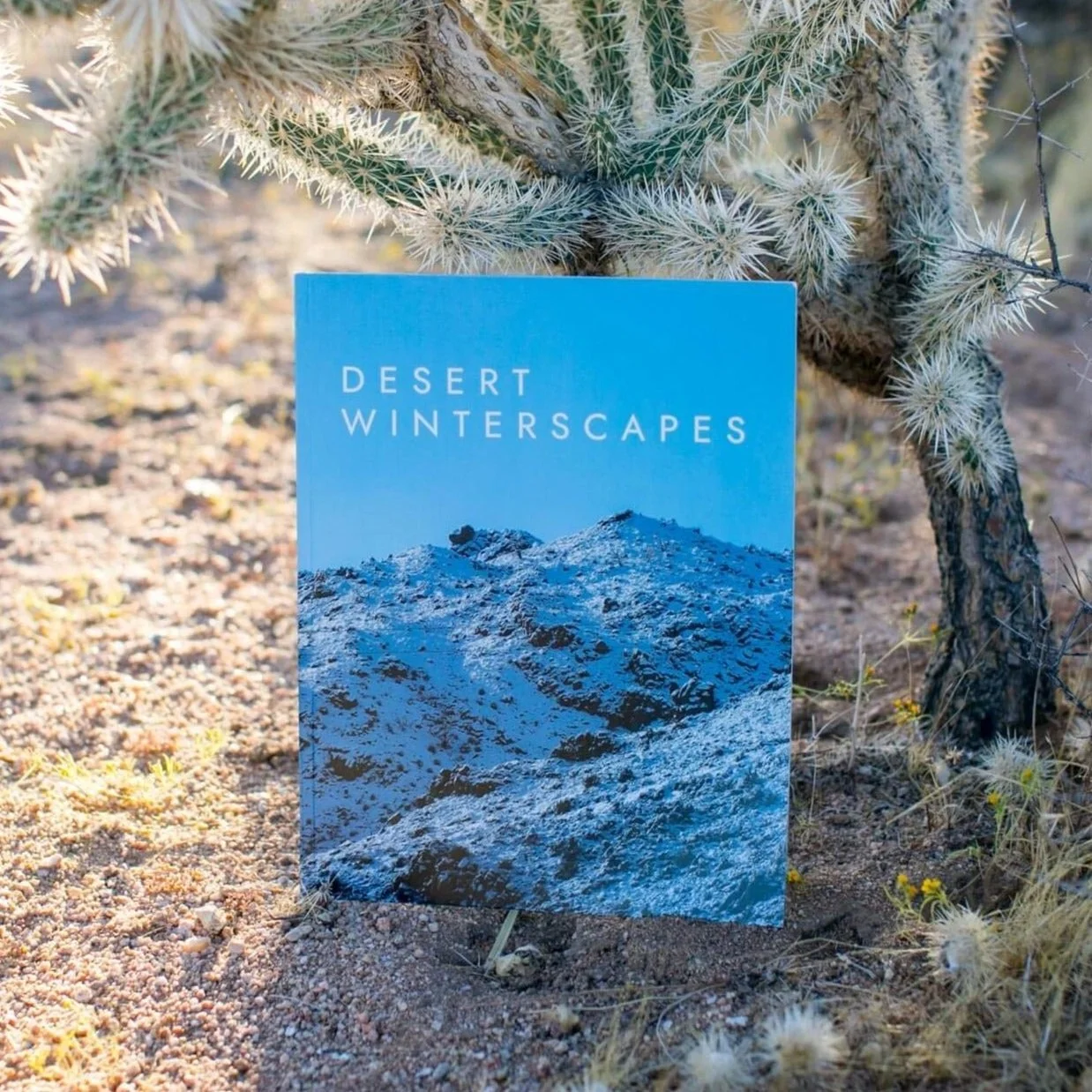 desert-winterscapes-magazine-cholla.jpg