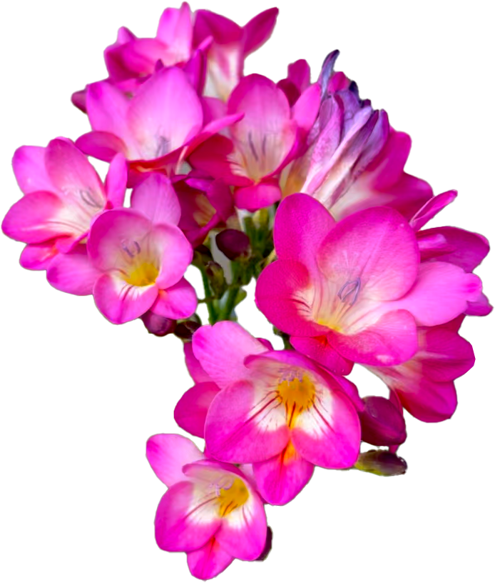 A cluster of pink and purple flowers with yellow centers.