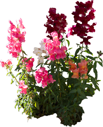 A variety of flowering plants with pink, white, and purple flowers, with green foliage.