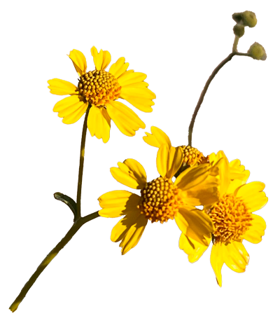 Yellow flowers with green buds on a green stem