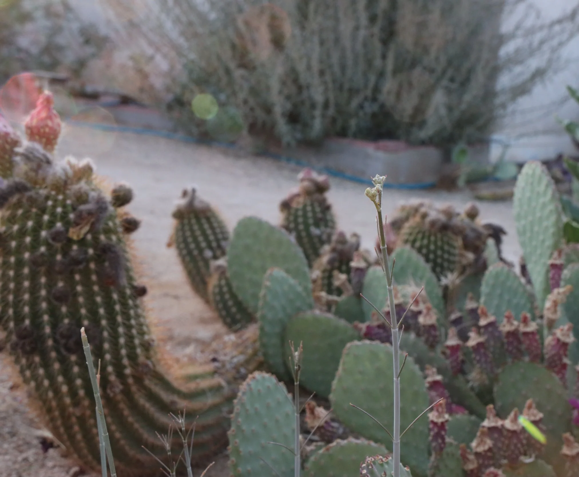 Close-up of various cacti in a desert garden, with a tall, slender plant in the foreground and a larger, round cactus with spines in the background.