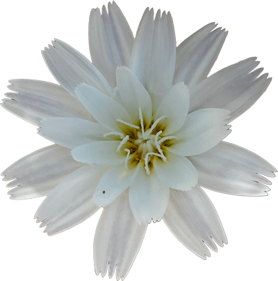 White flower with multiple petals against a transparent background.