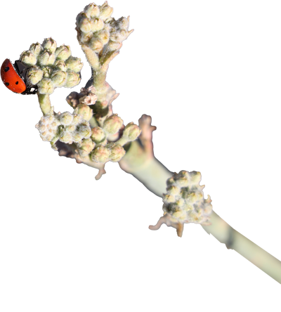 Close-up of a plant branch with clusters of small buds and a ladybug on one of the buds.