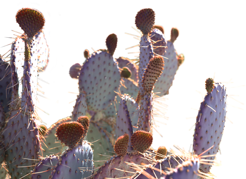 Close-up of prickly pear cactus pads with reddish-orange fruit.
