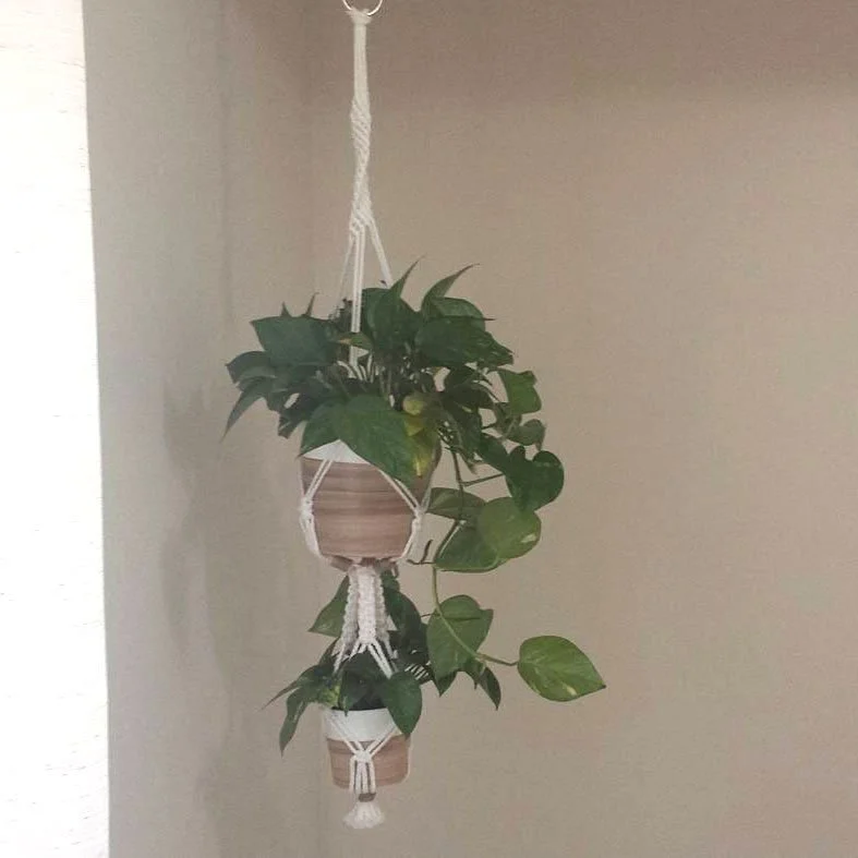 Hanging plant in a macrame holder on a beige wall.