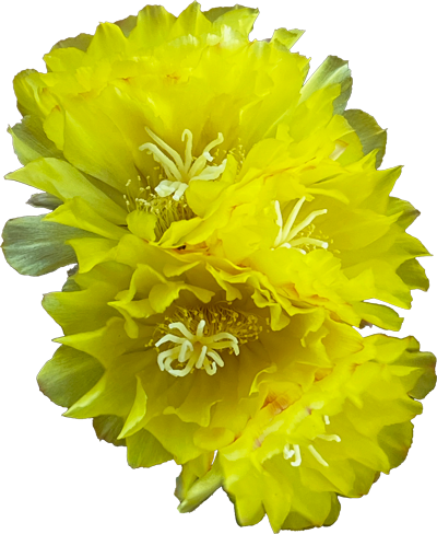Close-up of three bright yellow flowers with multiple ruffled petals and white reproductive structures.