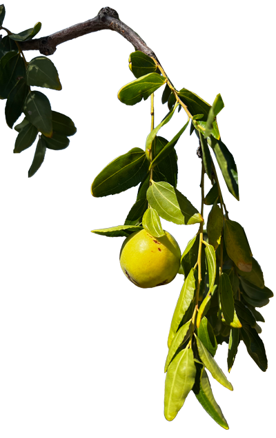 A lemon hanging from a branch with green leaves.