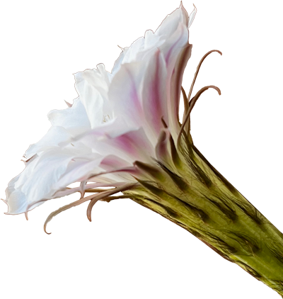 A white and pink flower with a green stem isolated on a transparent background.
