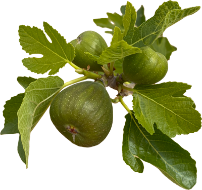Three green figs on a branch with green leaves.