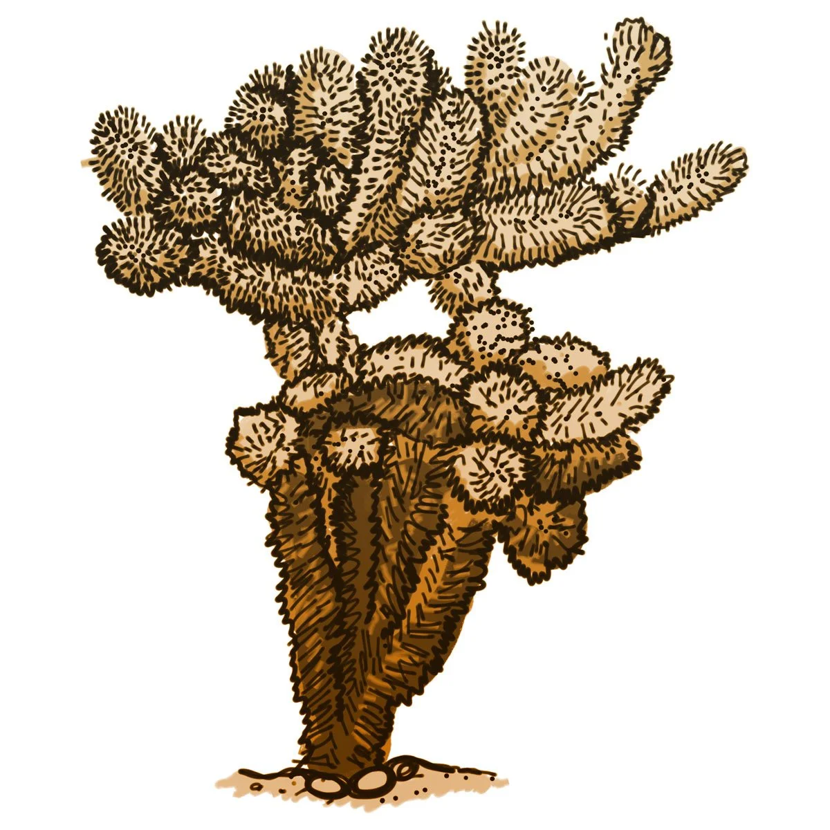 Drawing of a cholla cactus plant with multiple protruding branches and spines, standing on a small patch of ground.