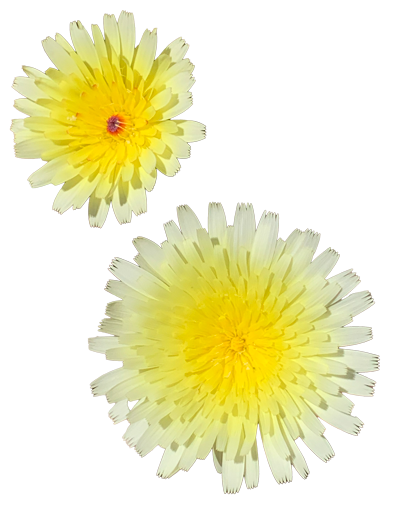 Two yellow and white flowers with layered petals, one slightly larger than the other.