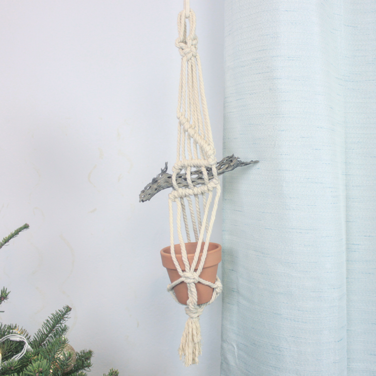 Macrame plant holder with a small terra cotta pot hanging from cholla skeleton branch, adjacent to a light blue curtain and Christmas tree in the corner.