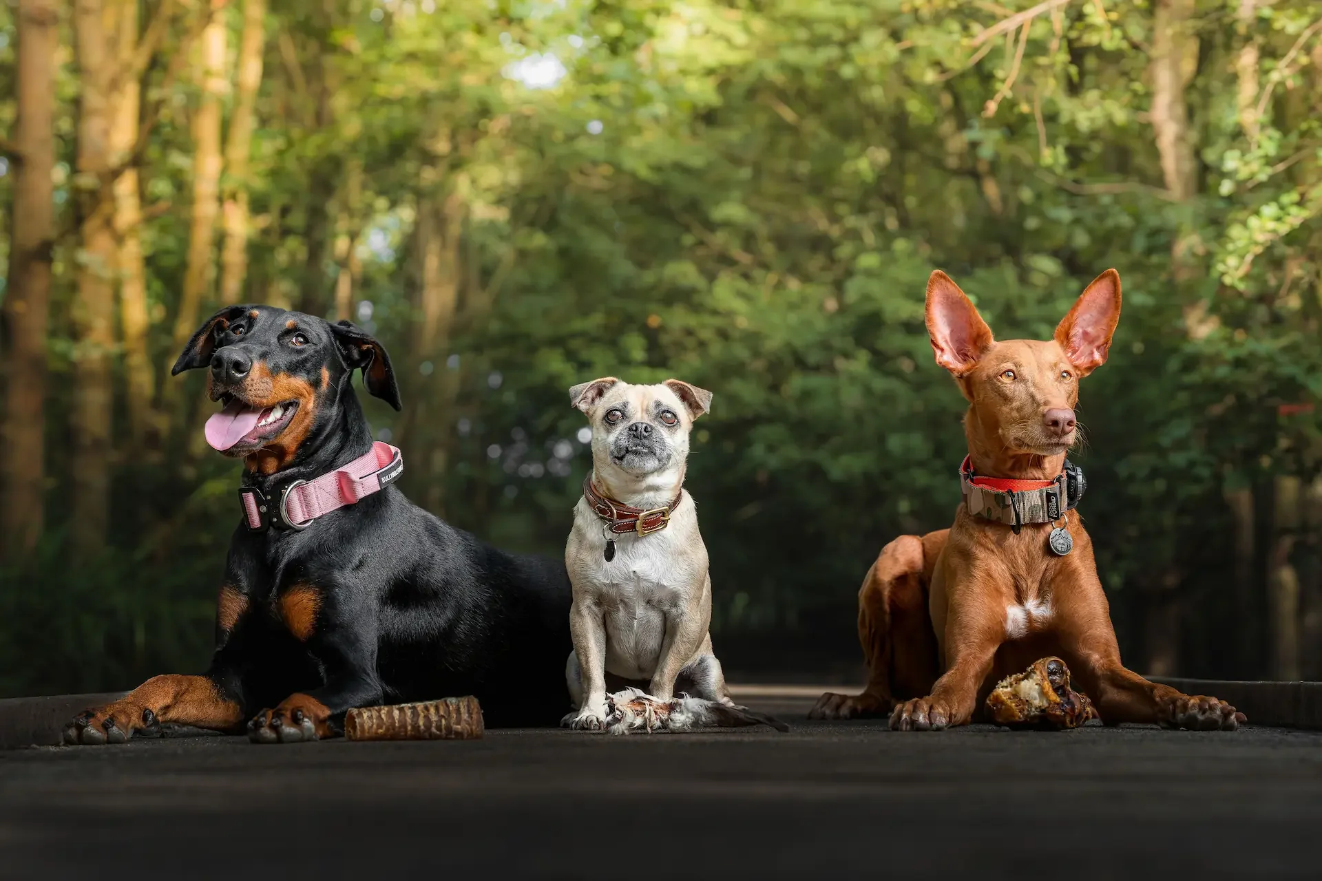 3 dogs sitting on a road eating dog treats