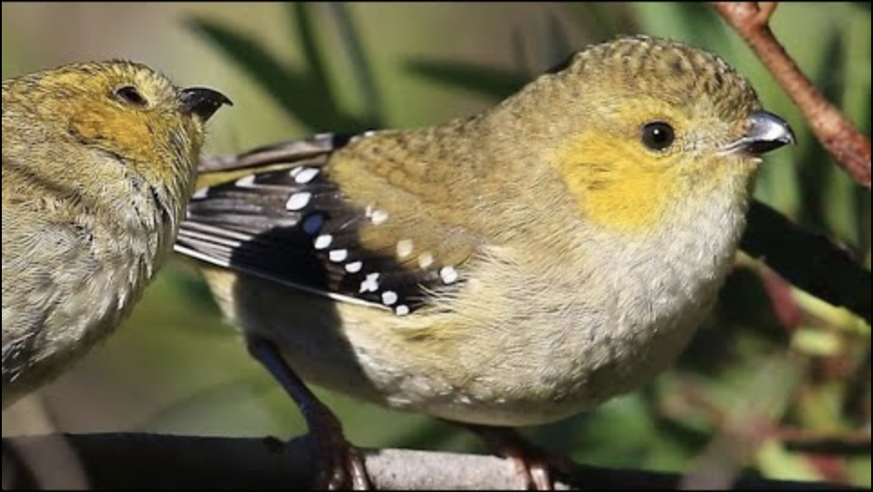 Screenshot 2024-10-19 at 3.46.37 pm.png