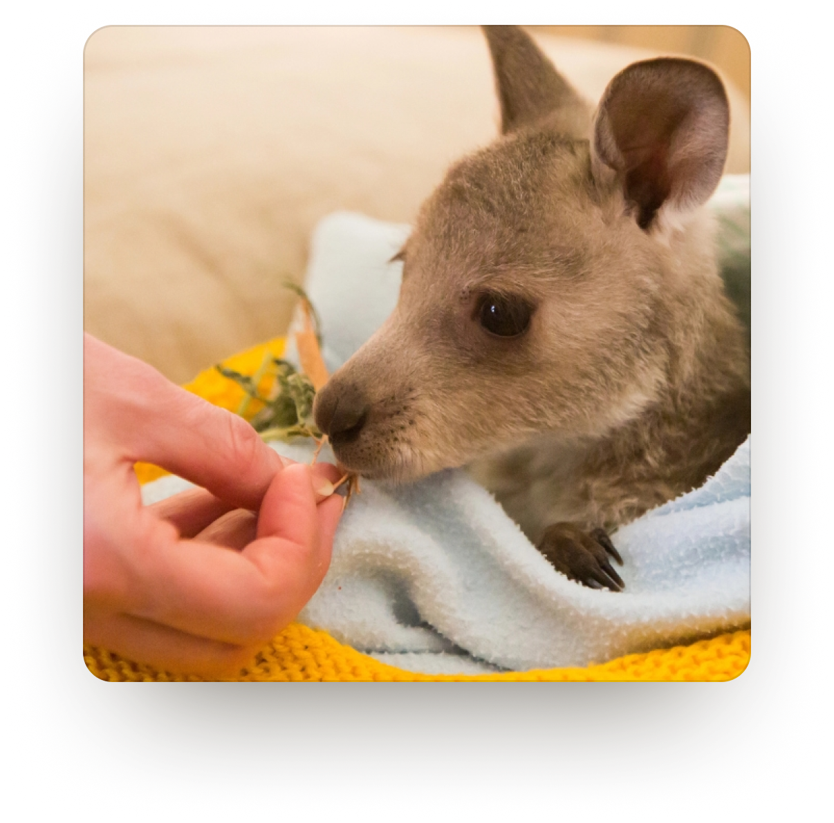 We are supporting native wildlife rehabilitation at the Northern Rivers Wildlife hospital