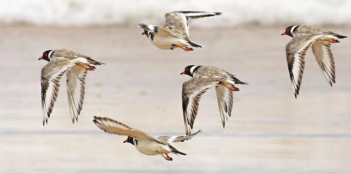 hooded-plover-3-credit-maree-clout.jpg