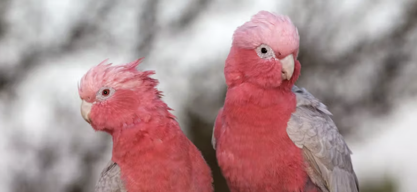 Screenshot 2024-10-19 at 4.04.18 pm.png