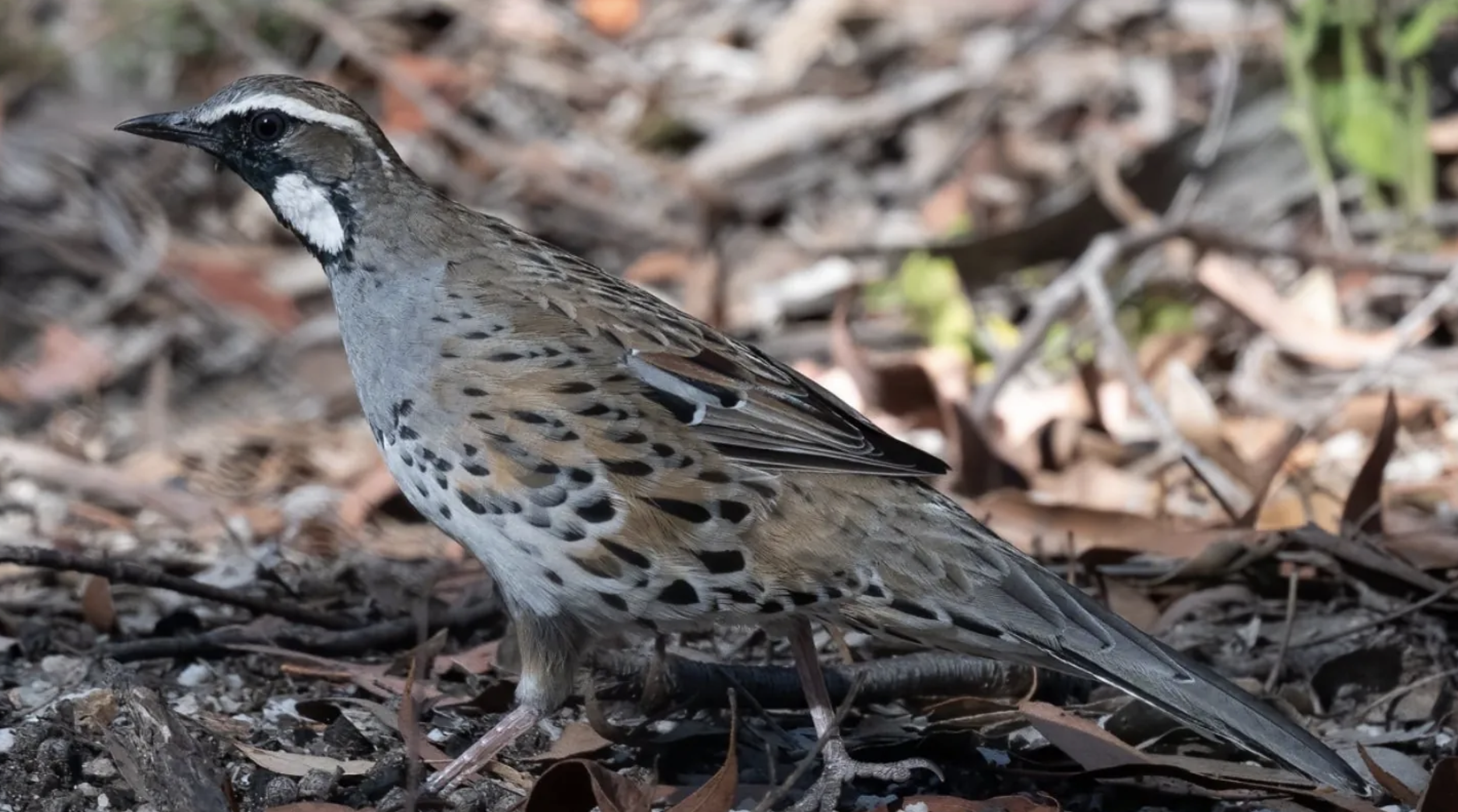 Screenshot 2024-11-02 at 1.49.32 pm.png