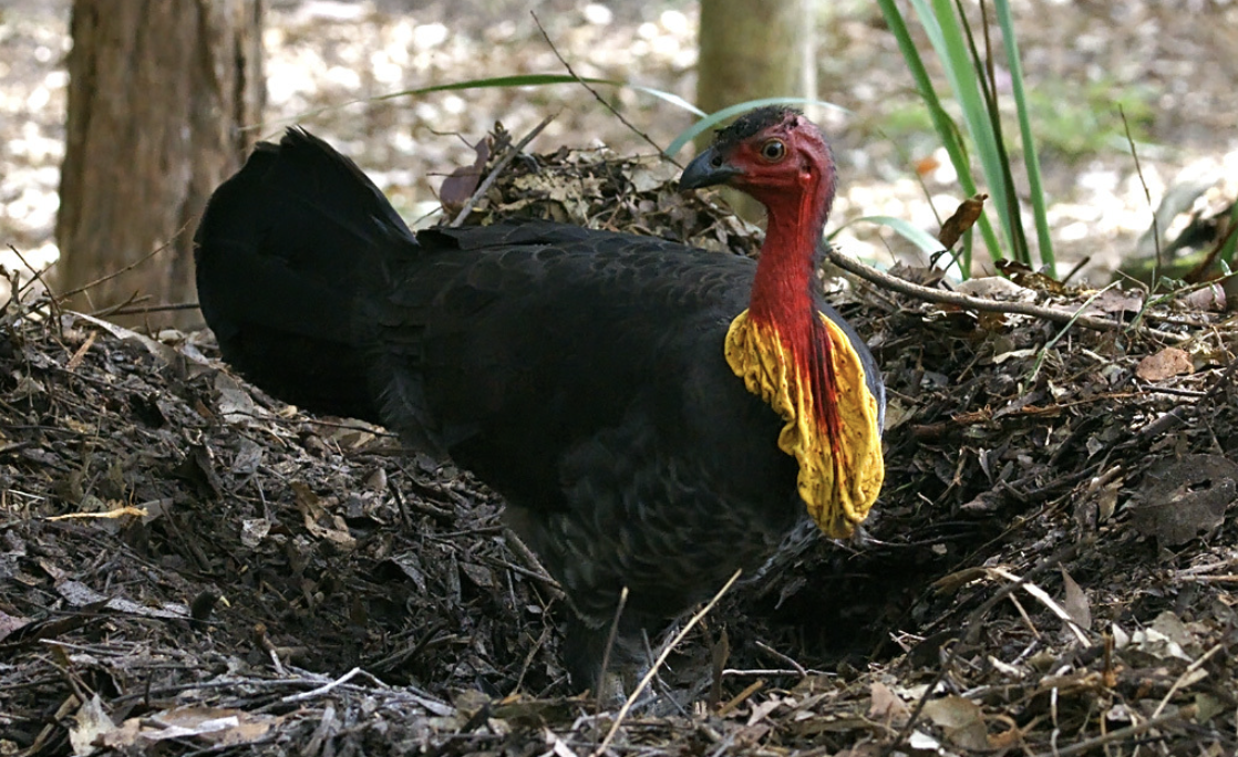 Screen Shot 2024-10-13 at 11.07.43 am.png