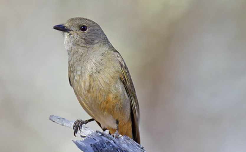 Screenshot 2024-10-26 at 7.14.10 pm.png