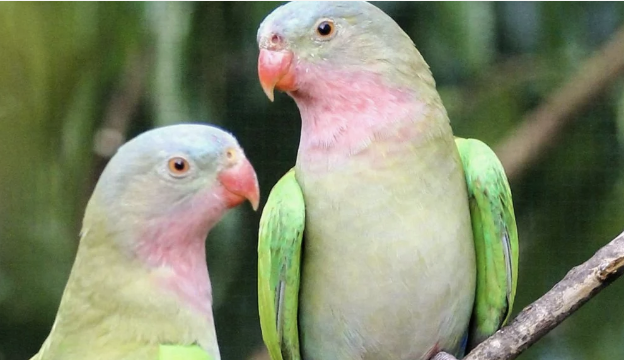 Screenshot 2024-10-26 at 12.52.40 pm.png