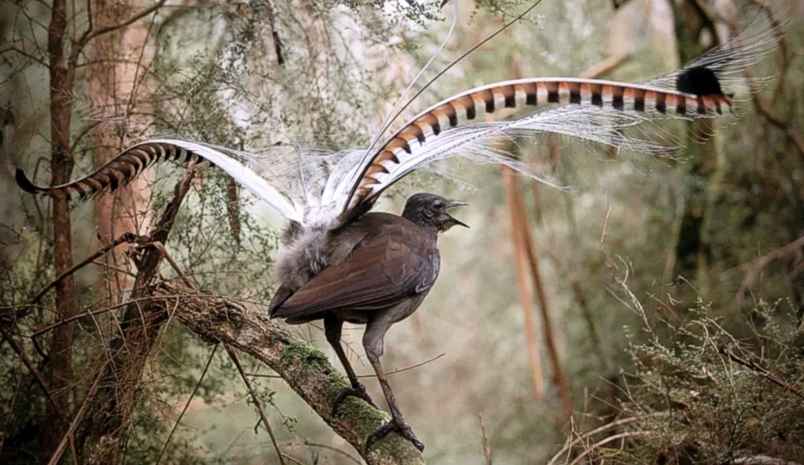 Screenshot 2024-11-02 at 2.18.23 pm.png