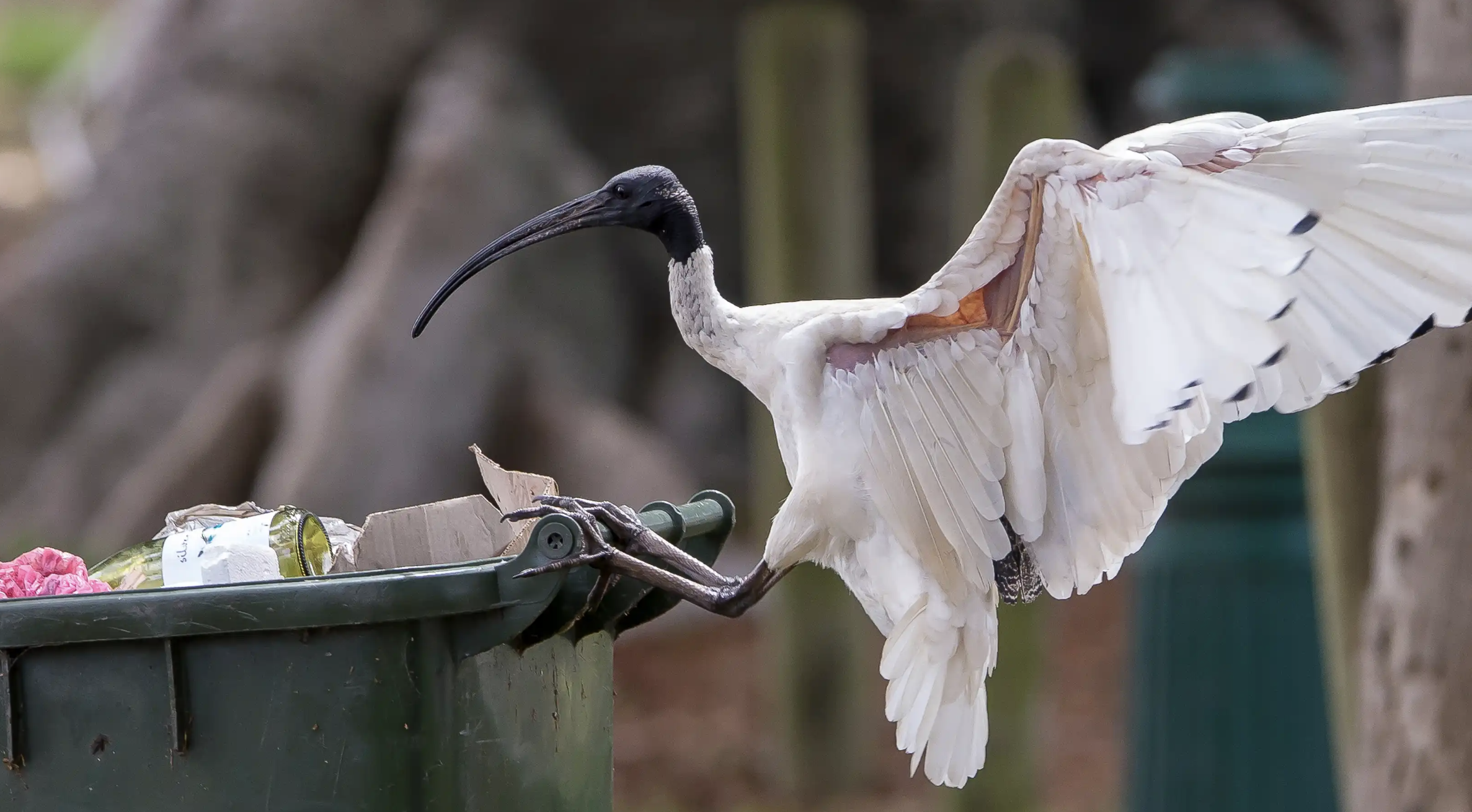 Screen Shot 2024-10-12 at 12.28.29 pm.png