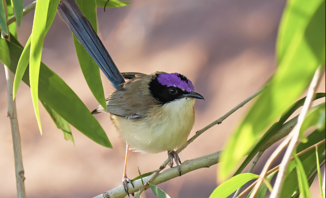 Screenshot 2024-10-26 at 1.03.14 pm.png