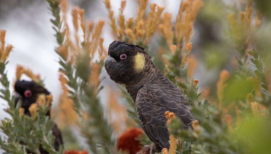 Screen Shot 2024-10-13 at 11.56.47 am.png