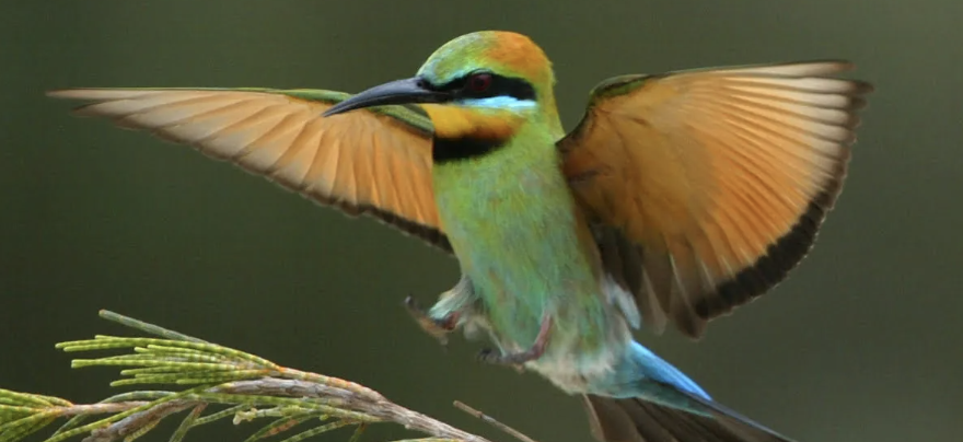 Screenshot 2024-10-26 at 1.11.02 pm.png