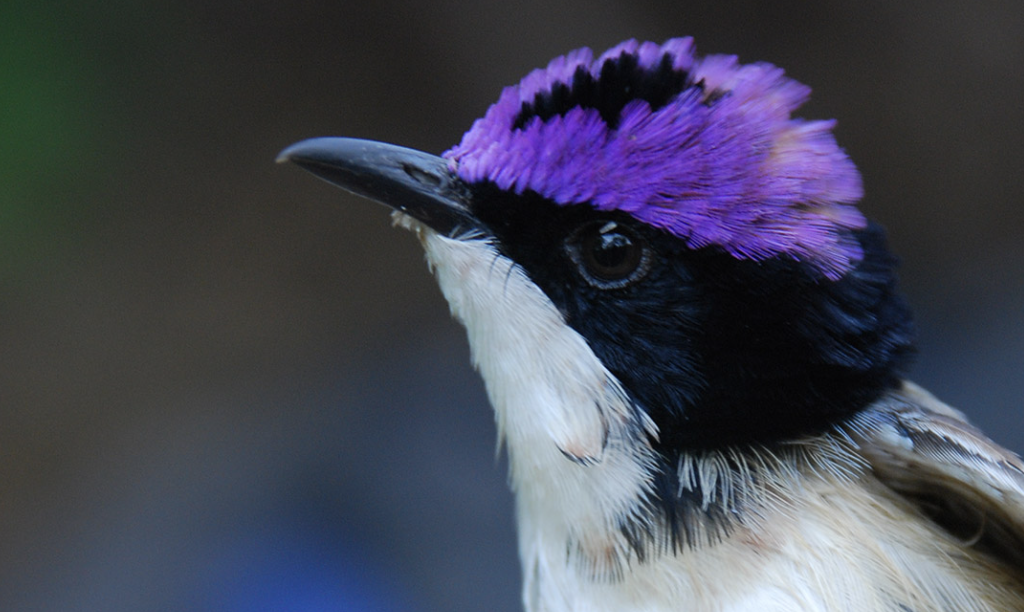 Screenshot 2024-10-26 at 1.02.24 pm.png