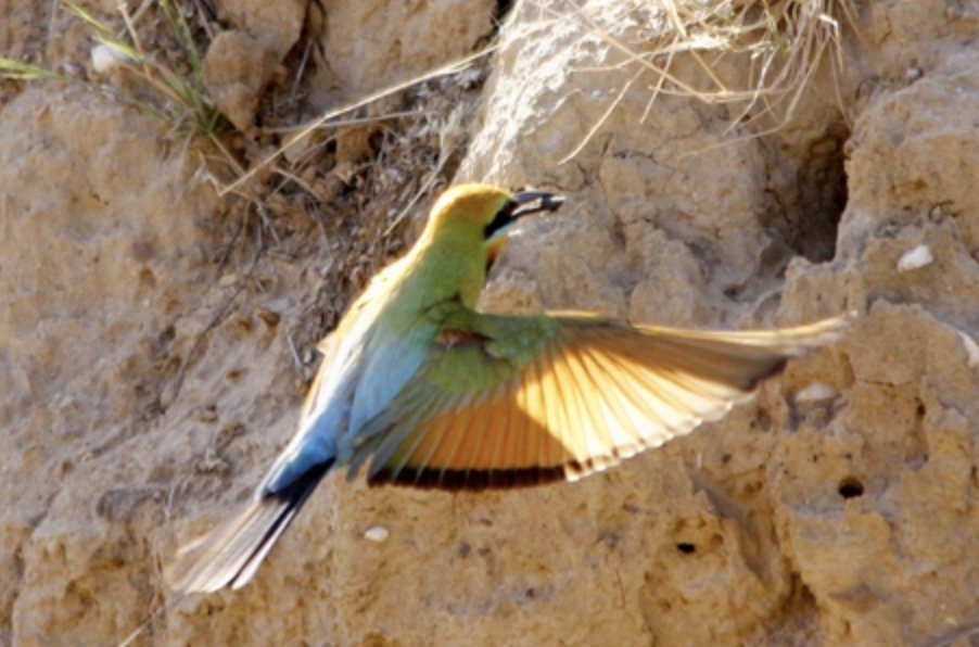 Screenshot 2024-10-26 at 1.11.53 pm.png