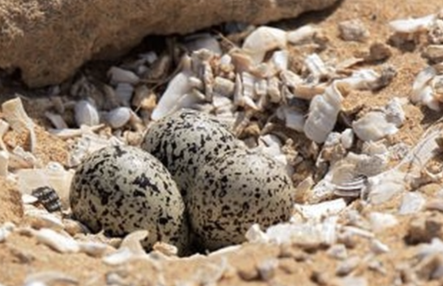 Screenshot 2024-10-21 at 9.06.19 am.png