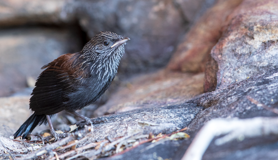 Screen Shot 2024-10-12 at 2.16.24 pm.png