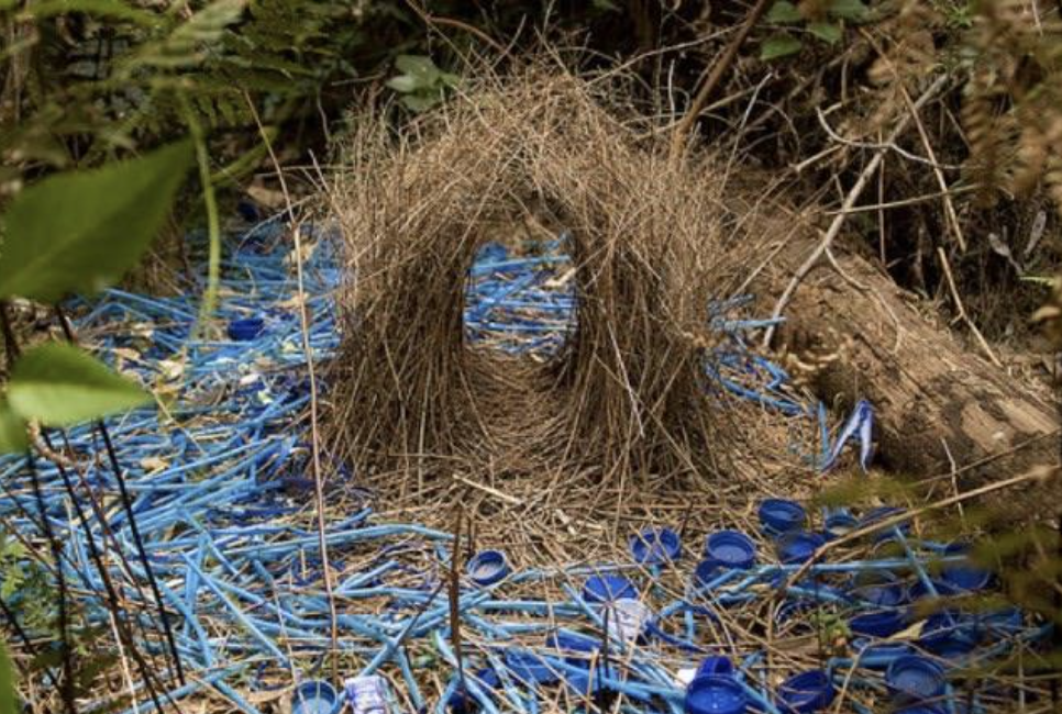 Screenshot 2024-10-28 at 9.02.49 am.png