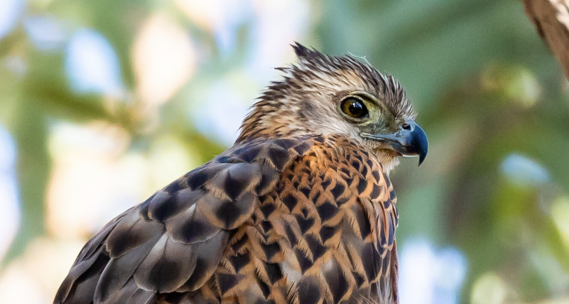 Screenshot 2024-10-26 at 1.21.31 pm.png