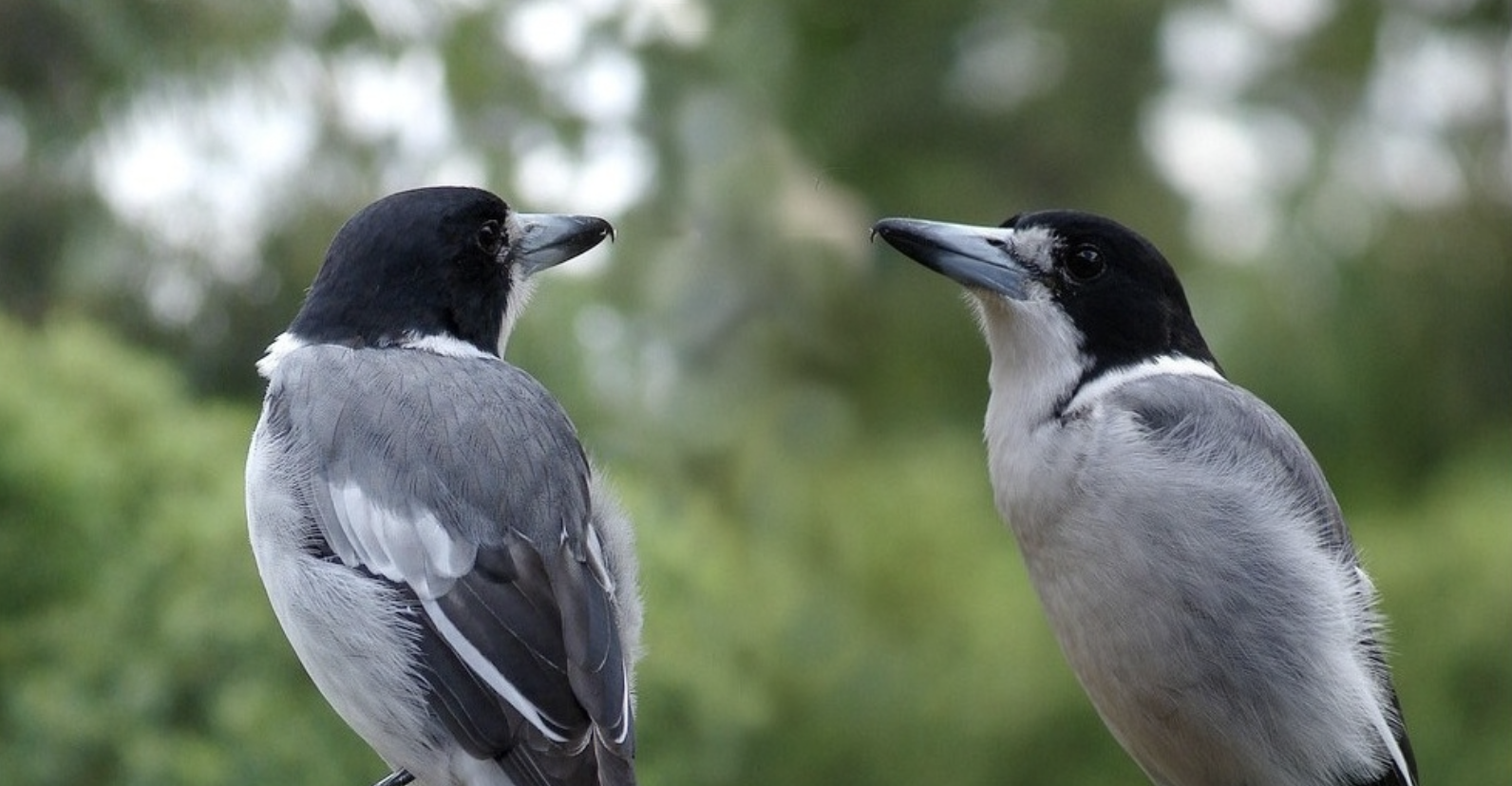 Screenshot 2024-10-20 at 10.51.41 am.png