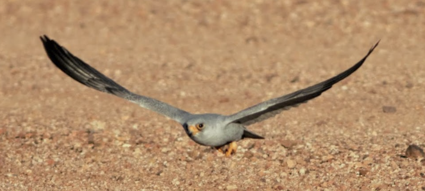 Screenshot 2024-10-20 at 11.09.41 am.png