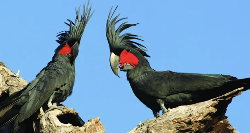 Screenshot 2024-10-25 at 4.32.37 pm.png