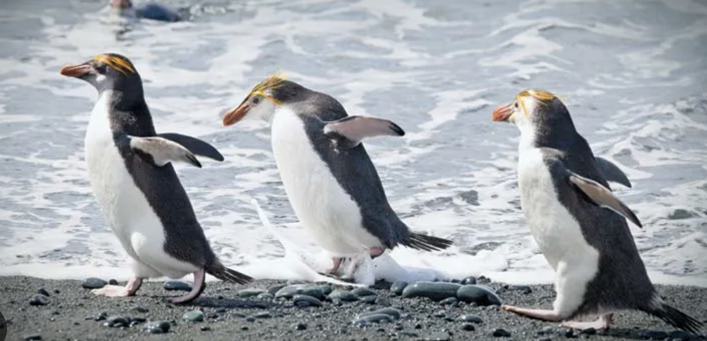 Screenshot 2024-10-26 at 8.11.39 pm.png