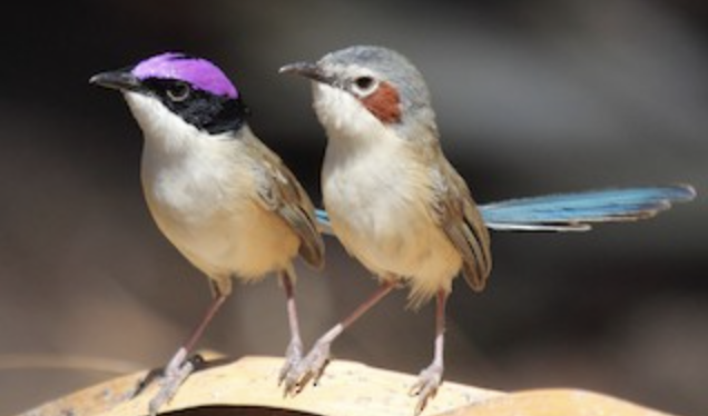 Screenshot 2024-10-26 at 1.02.06 pm.png