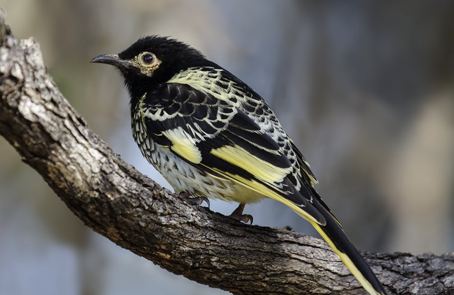 Screenshot 2024-10-26 at 7.26.32 pm.png