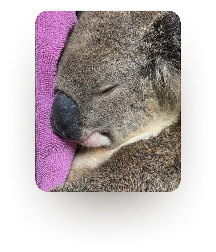 Koala rehabilitation