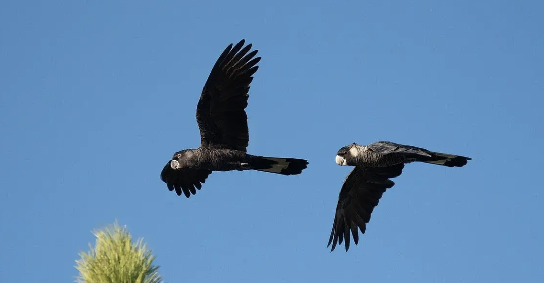 Screen Shot 2024-10-13 at 11.57.51 am.png