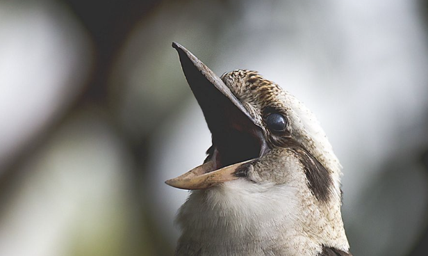 Screenshot 2024-10-21 at 9.15.01 am.png