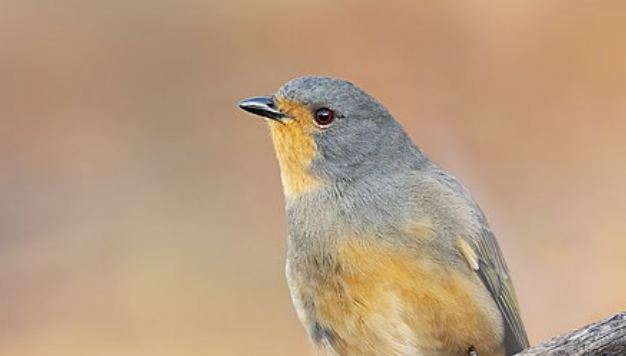 Screenshot 2024-10-26 at 7.13.16 pm.png