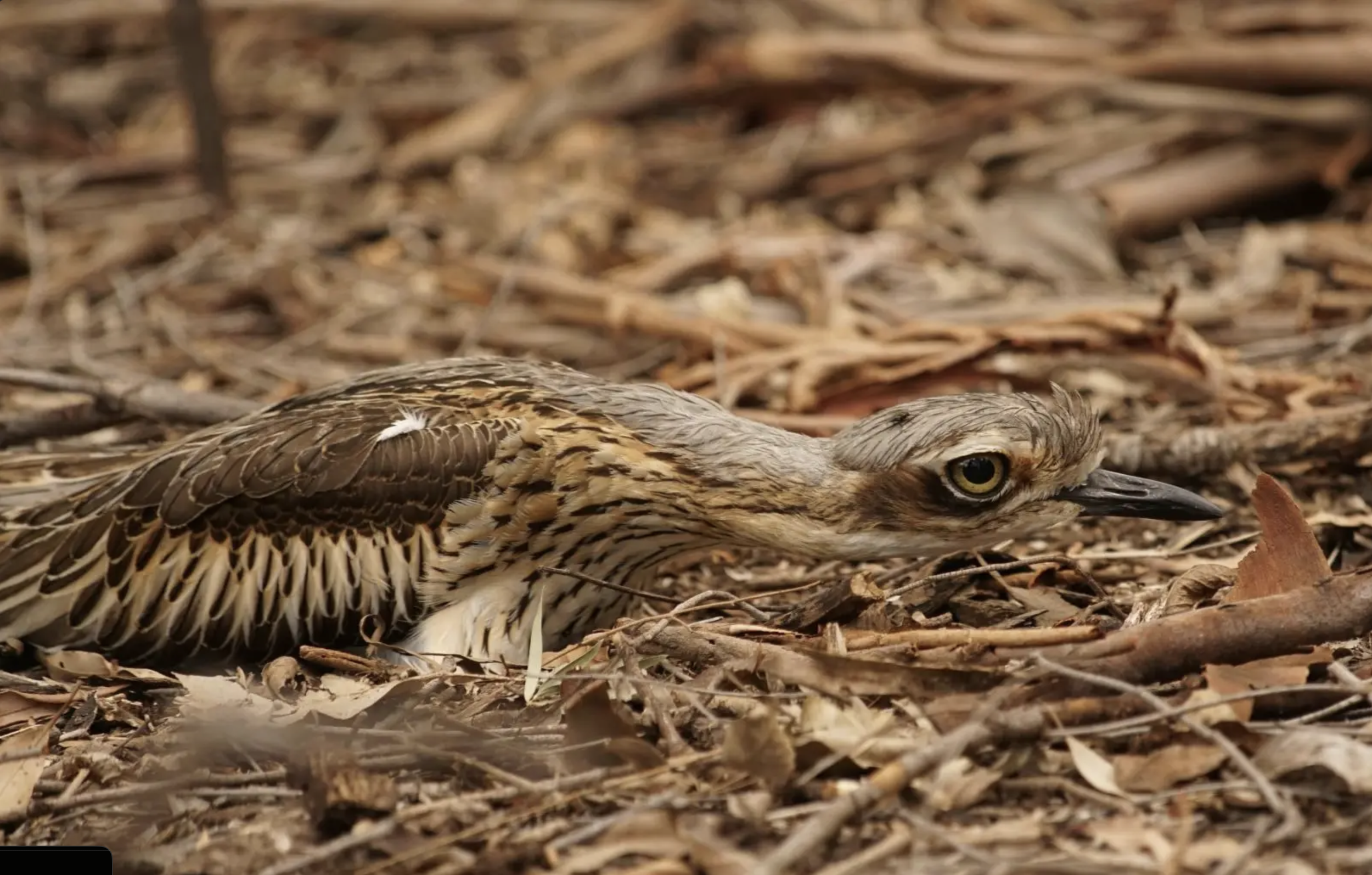 Screenshot 2024-10-07 at 12.48.03 pm.png