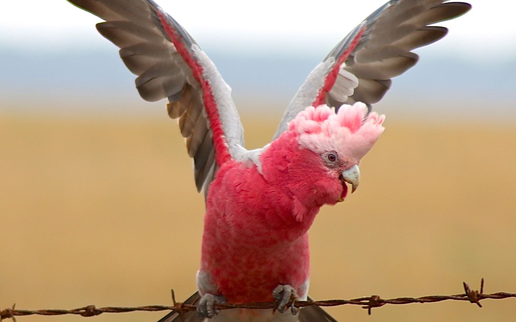 Galah-on-fence_Georgina-Mann.jpg